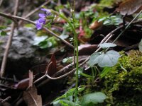 Arabis verna 13, Saxifraga-Rutger Barendse