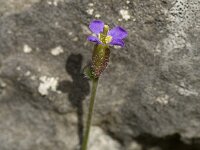 Arabis verna 2, Saxifraga-Jan van der Straaten