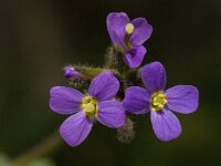 Arabis verna 3, Saxifraga-Willem van Kruijsbergen