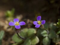 Arabis verna 6, Saxifraga-Willem van Kruijsbergen
