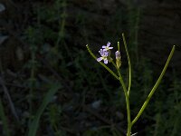 Arabis verna 8, Saxifraga-Jan van der Straaten