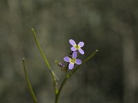 Arabis verna 9, Saxifraga-Willem van Kruijsbergen