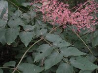 Aralia chinensis 2, Saxifraga-Rutger Barendse