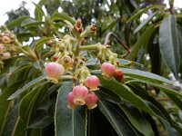 Arbutus canariensis 10, Saxifraga-Ed Stikvoort