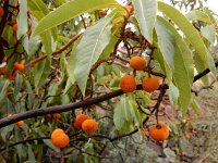 Arbutus canariensis 11, Saxifraga-Ed Stikvoort