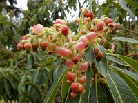 Arbutus canariensis 2, Saxifraga-Ed Stikvoort