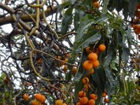 Arbutus canariensis 3, Saxifraga-Ed Stikvoort