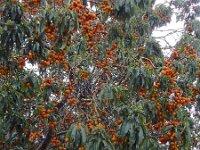 Arbutus canariensis 5, Saxifraga-Ed Stikvoort