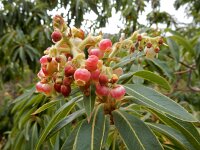 Arbutus canariensis 6, Saxifraga-Ed Stikvoort