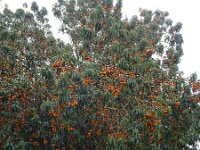 Arbutus canariensis 7, Saxifraga-Ed Stikvoort