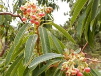 Arbutus canariensis 8, Saxifraga-Ed Stikvoort