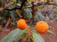 Arbutus canariensis 9, Saxifraga-Ed Stikvoort