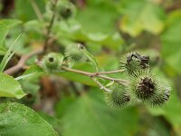 Arctium lappa 20, Grote klit, Saxifraga-Tom Heijnen