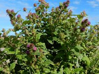 Arctium minus 11, Gewone klit, Saxifraga-Ed Stikvoort