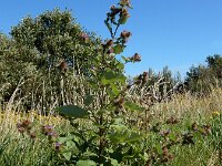 Arctium minus 12, Gewone klit, Saxifraga-Ed Stikvoort