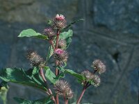 Arctium minus 18. Gewone klit, Saxifraga-Jan van der Straaten