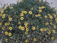 Arctotheca calendula 63, Saxifraga-Jan van der Straaten