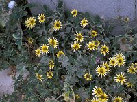 Arctotheca calendula 64, Saxifraga-Jan van der Straaten