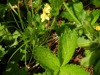 Aremonia agrimonoides 5, Saxifraga-Rutger Barendse