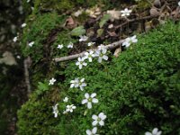 Arenaria balearica 2, Saxifraga-Rutger Barendse