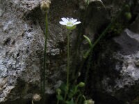 Arenaria balearica 3, Saxifraga-Rutger Barendse