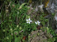 Arenaria balearica 4, Saxifraga-Rutger Barendse