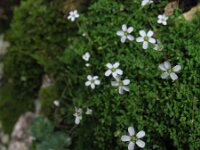 Arenaria balearica 5, Saxifraga-Rutger Barendse