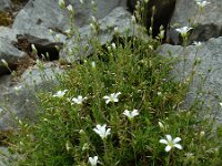 Arenaria grandiflora 10, Saxifraga-Ed Stikvoort : Poncebos - Cordiñanes de Valdeón s9900