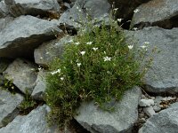 Arenaria grandiflora 11, Saxifraga-Ed Stikvoort : Poncebos - Cordiñanes de Valdeón s9900