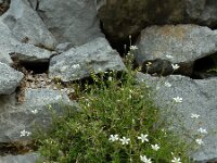 Arenaria grandiflora 12, Saxifraga-Ed Stikvoort : Poncebos - Cordiñanes de Valdeón s9900