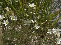 Arenaria grandiflora 2, Saxifraga-Jan van der Straaten
