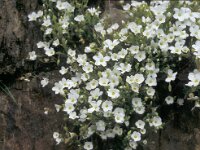Arenaria grandiflora 3, Saxifraga-Piet Zomerdijk
