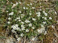 Arenaria grandiflora 4, Saxifraga-Rutger Barendse