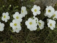 Arenaria montana, Mountain Sandwort