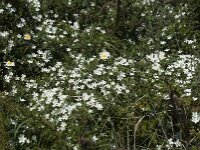 Arenaria montana 10, Bergzandmuur, Saxifraga-Willem van Kruijsbergen