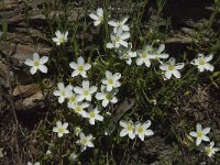 Arenaria montana 11, Saxifraga-Willem van Kruijsbergen