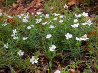 Arenaria montana 12, Saxifraga-Ed Stikvoort
