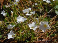 Arenaria montana 14, Bergzandmuur, Saxifraga-Ed Stikvoort