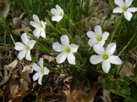 Arenaria montana 15, Bergzandmuur, Saxifraga-Rutger Barendse