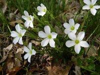 Arenaria montana 15, Saxifraga-Rutger Barendse