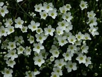 Arenaria montana 2, Bergzandmuur, Saxifraga-Dirk Hilbers