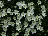 Arenaria montana 2, Saxifraga-Dirk Hilbers