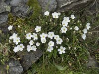 Arenaria montana 24, Bergzandmuur, Saxifraga-Willem van Kruijsbergen