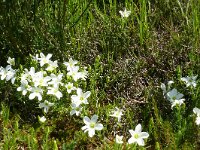 Arenaria montana 27, Saxifraga-Hans Grotenhuis