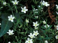 Arenaria montana 3, Bergzandmuur, Saxifraga-Piet Zomerdijk