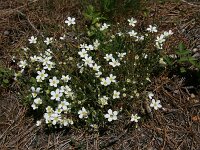 Arenaria montana 6, Bergzandmuur, Saxifraga-Dirk Hilbers