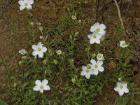 Arenaria montana 7, Saxifraga-Jan van der Straaten