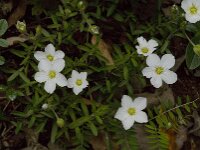 Arenaria montana 8, Bergzandmuur, Saxifraga-Jan van der Straaten