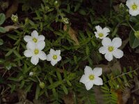 Arenaria montana 8, Saxifraga-Jan van der Straaten