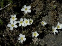 Arenaria montana ssp montana 9, Saxifraga-Willem van Kruijsbergen
